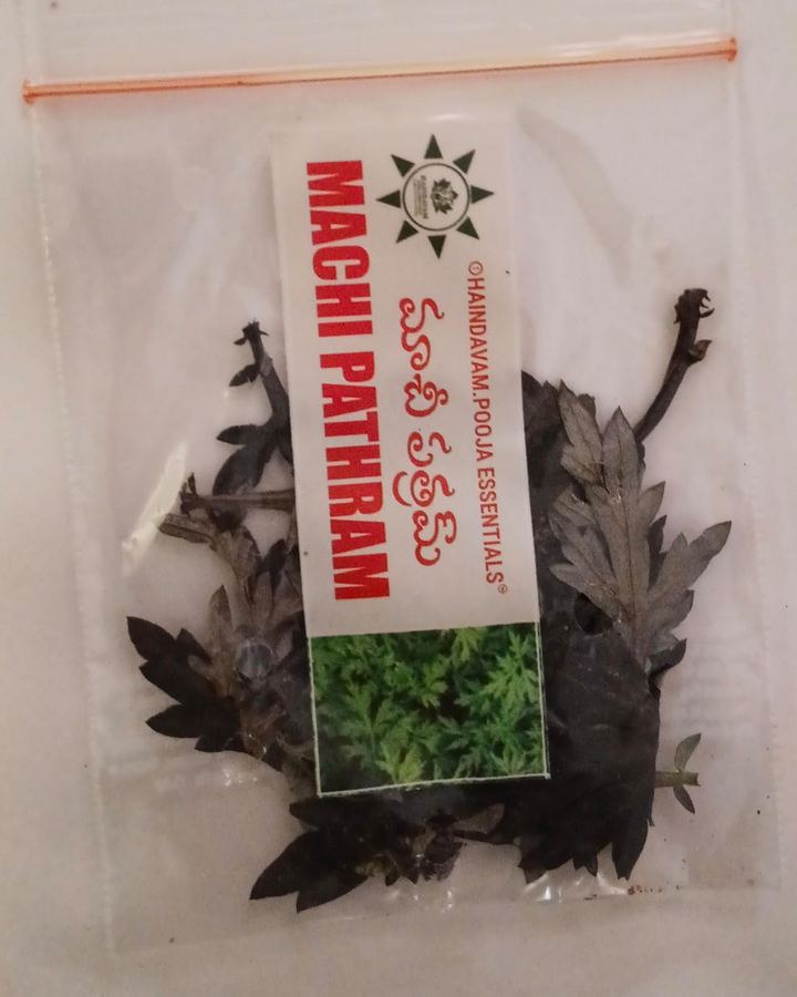 Machi Patram (మాచిపత్రి) leaves in a Haindavam pack