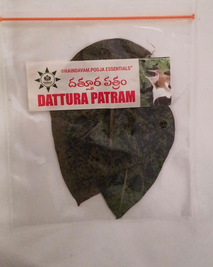 Dattura Patram (ఉమ్మెత్త) leaves in a Haindavam pack