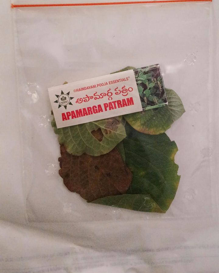 Apamarga Patram (ఉత్తరేణి) leaves in a Haindavam pack