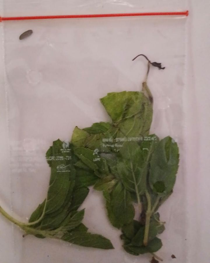 Tulasi Patram (తులసి) leaves in a Haindavam pack