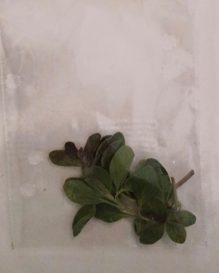 Maruvaka Patram (మరువం) leaves in a Haindavam pack