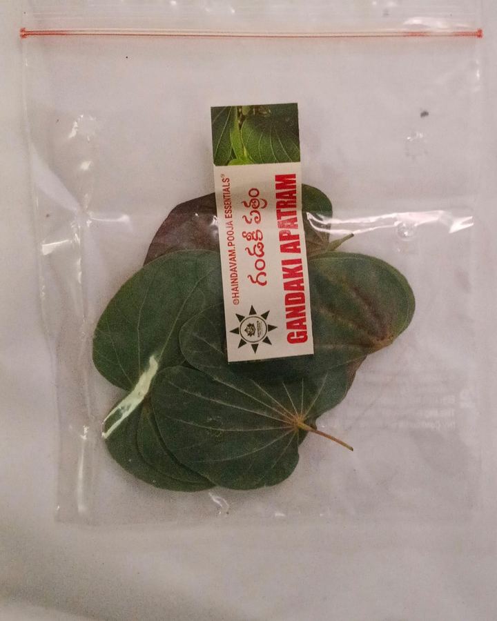 Gandaki Patram (దేవకాంచనం) leaves in a Haindavam pack
